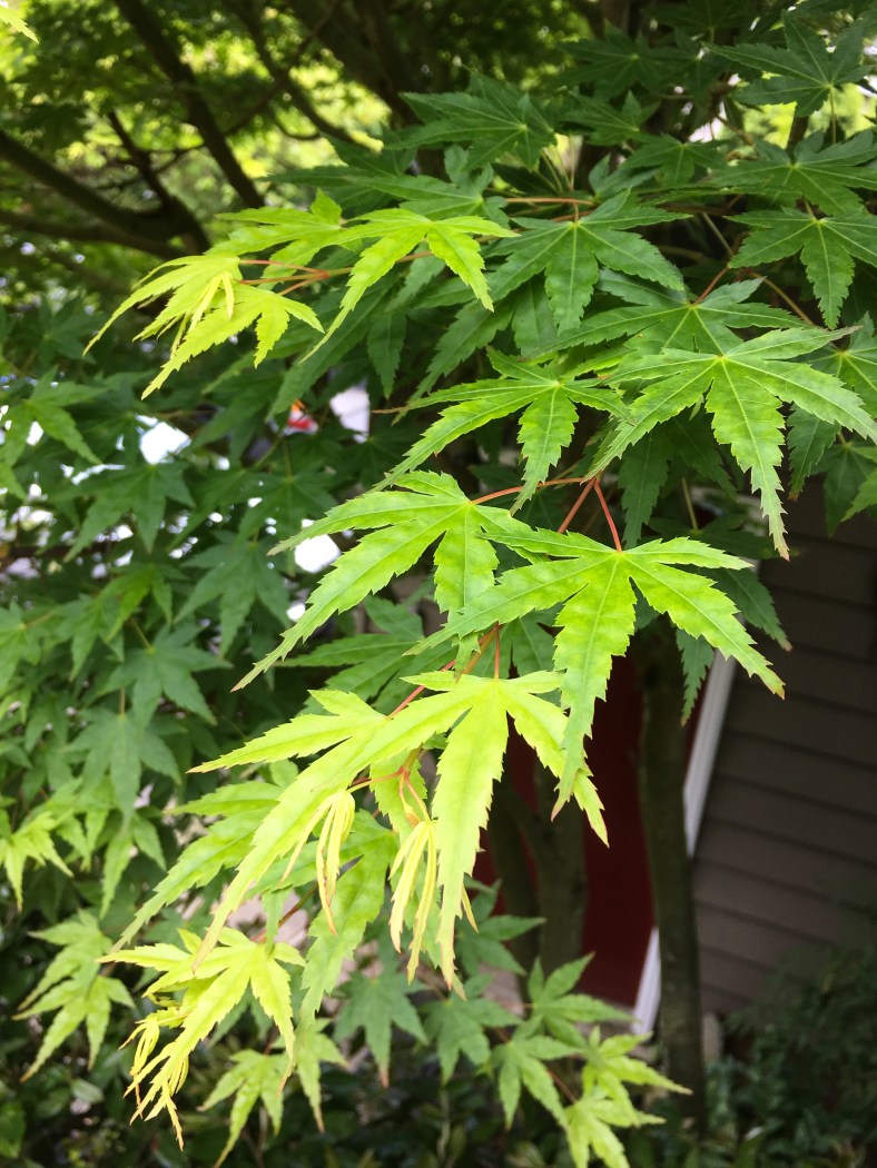 DailyShots-0518-20-1