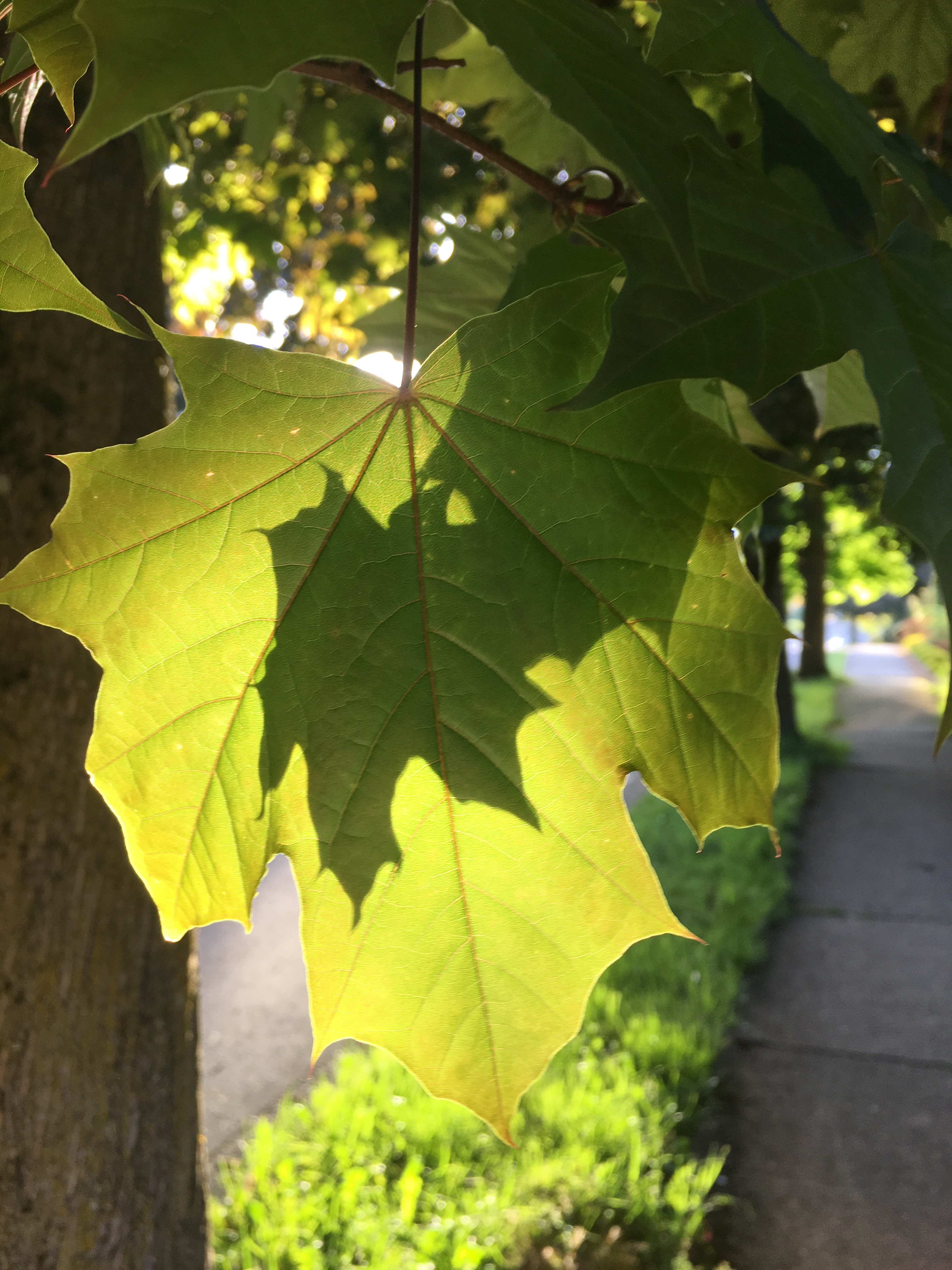 Leaf in Leaf | Doug's Photo Blog