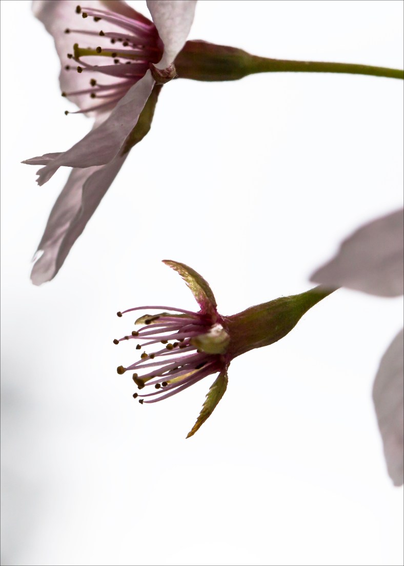 KirklandHood-CherryBlossomTight2