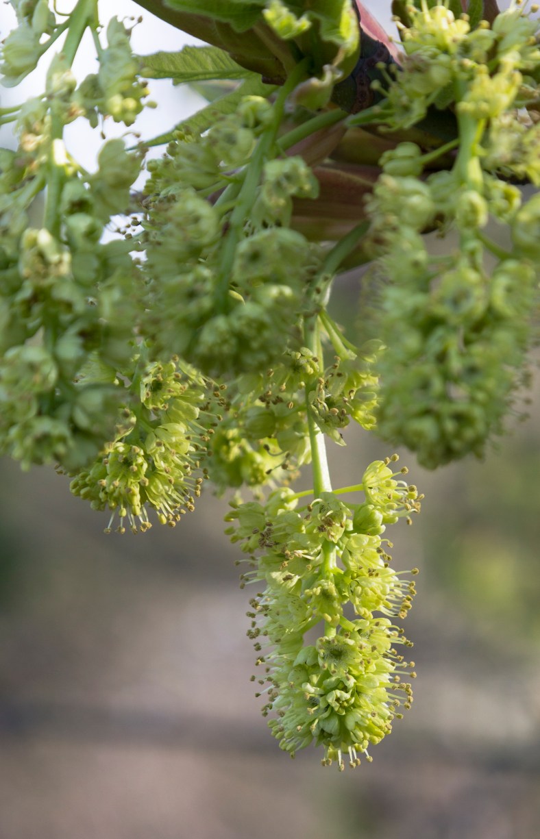 KirklandHood-OakBlossomTight