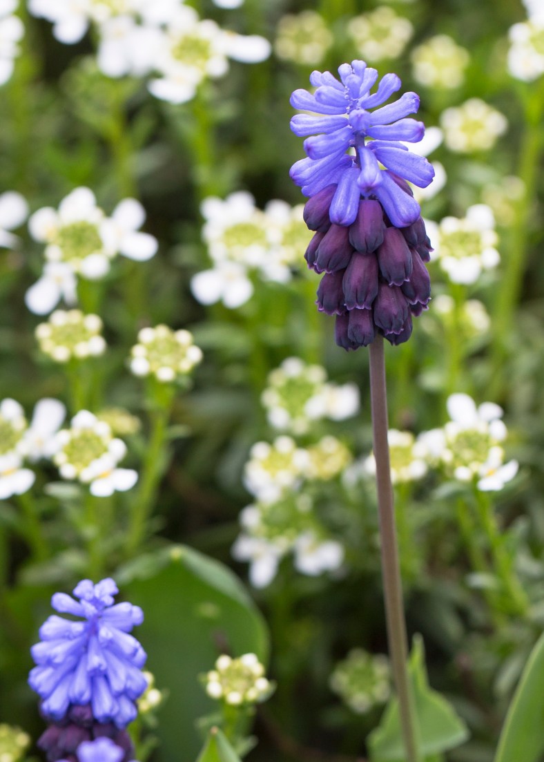 KirklandHood-TightFlowerShot