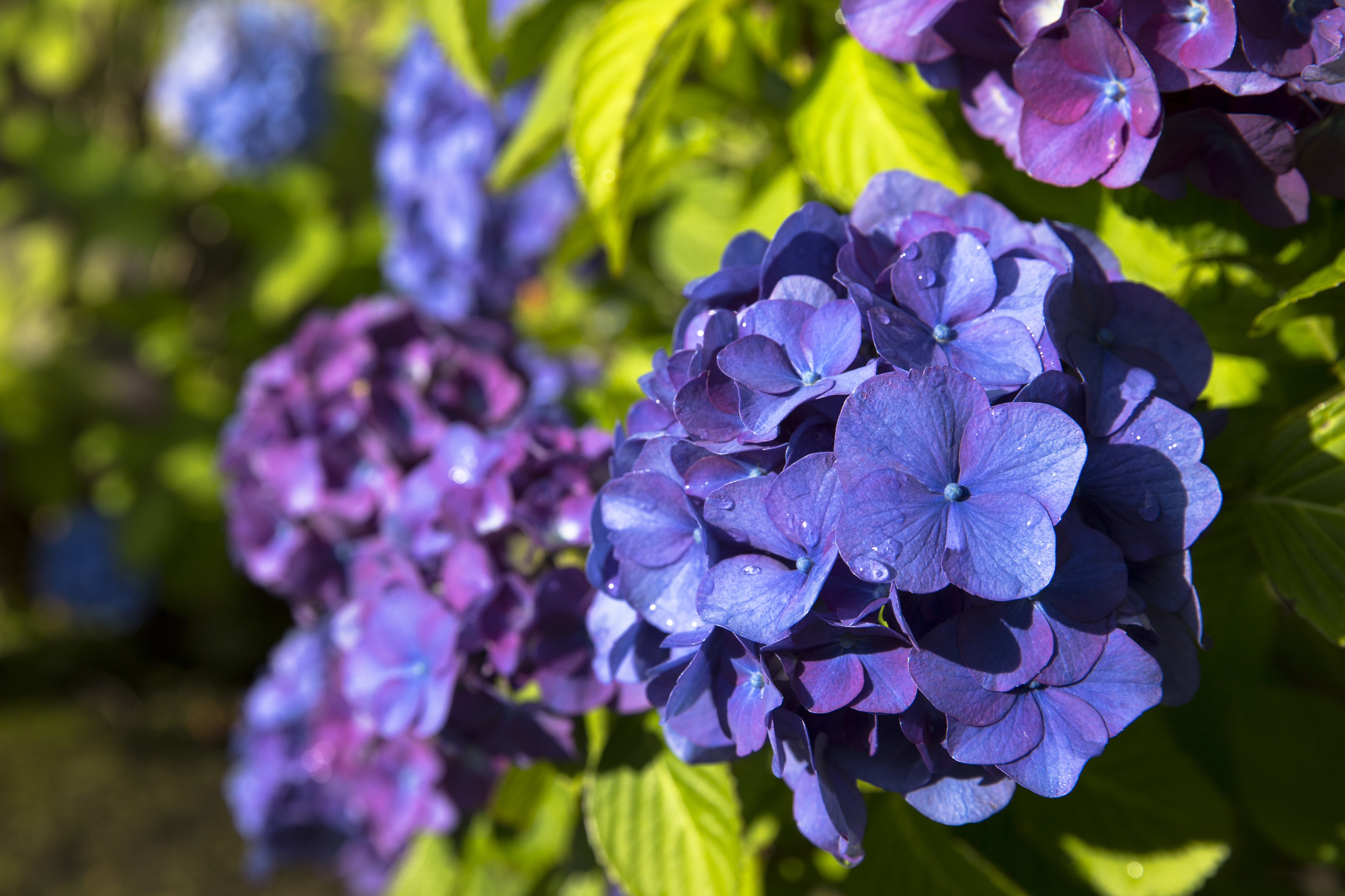 Flower_Colors_Carrilon-2