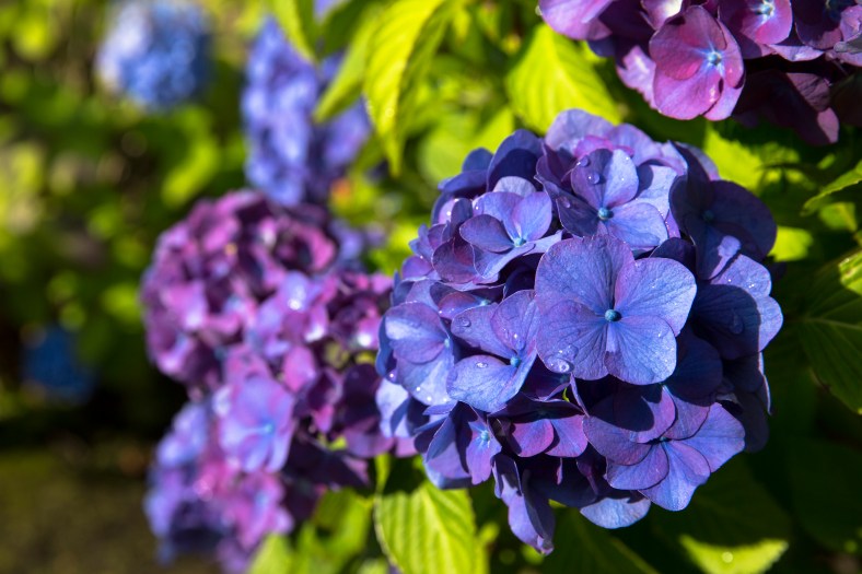 Flower_Colors_Carrilon-2
