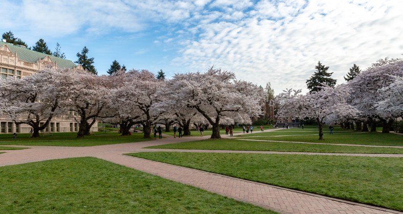 UW_CherryBlossoms_2019-1