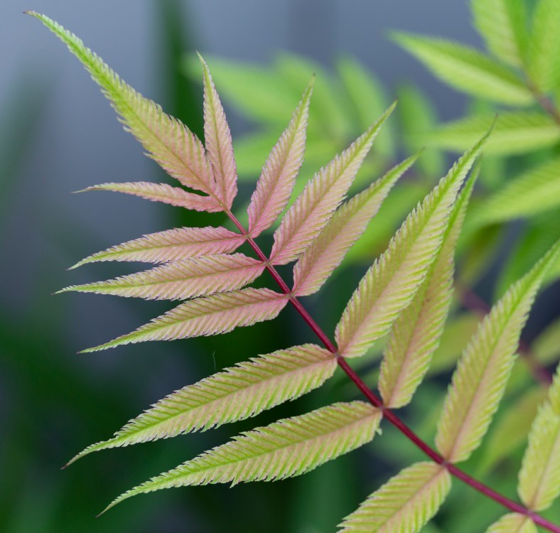 KirklandWaterFront-05082019-3