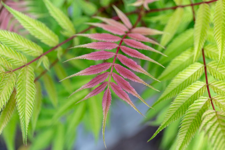 KirklandWaterFront-05082019-3