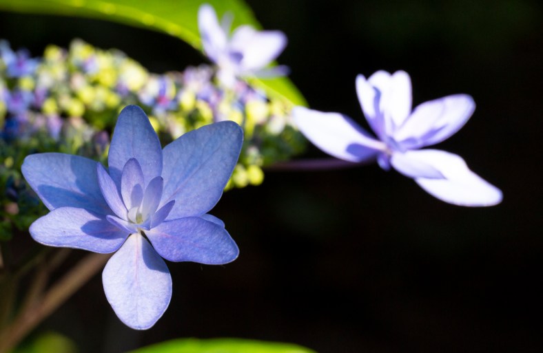 bbg_flowers_072019-1