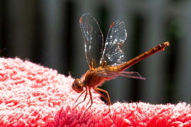 small_dragonfly_onTowel